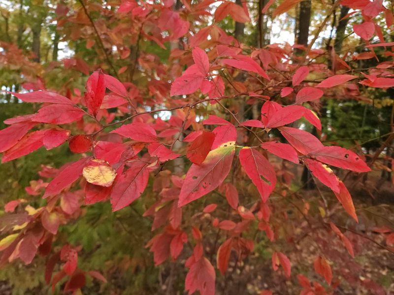 Highbush Blueberry Rewards You With Scarlet Leaves Too Highbush Blueberry Rewards You With Scarlet Leaves Too