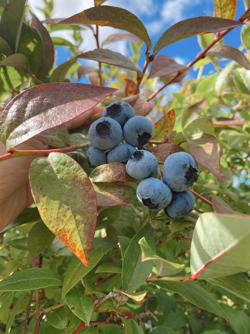 Highbush Blueberry Highbush Blueberry