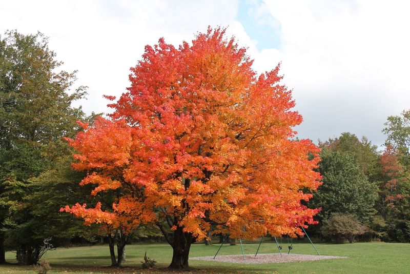 Highland County’s Sugar Maples In Early October