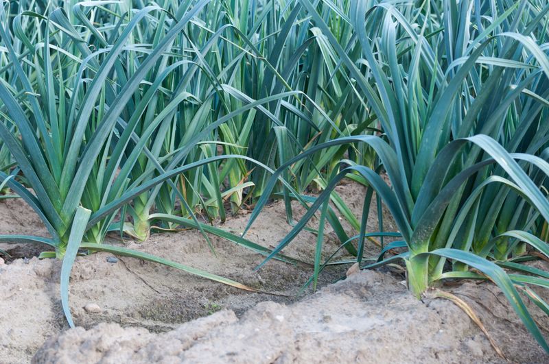 Hilling Soil Makes Long, Tender White Stems