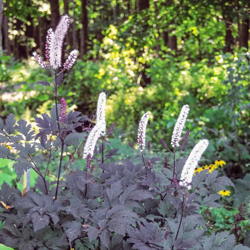 Hillside Black Beauty Actaea Sends Up Fragrant Spikes In Early Fall