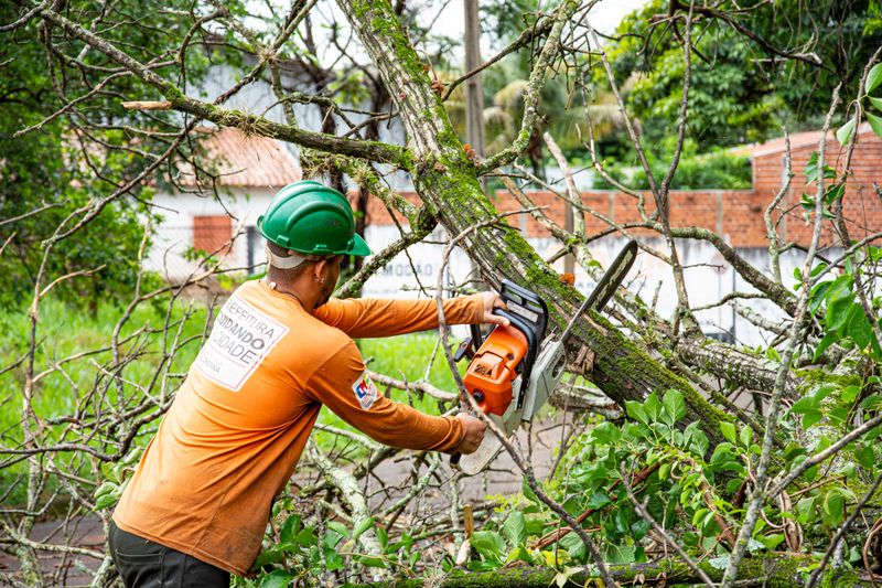Hire A Certified Arborist For Big Jobs