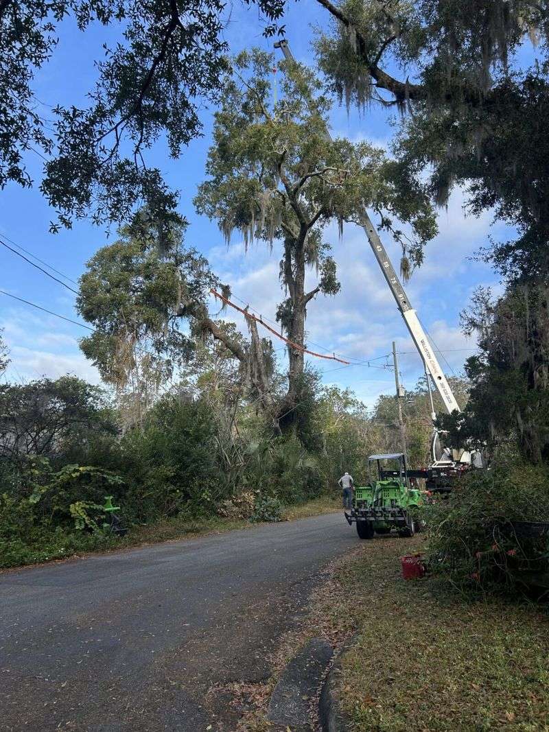 Hire A Certified Arborist For Big Trees Hire A Certified Arborist For Big Trees