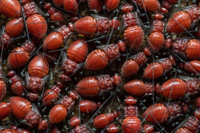 Hitchhiking Bugs Are Easier To Catch Early Hitchhiking Bugs Are Easier To Catch Early
