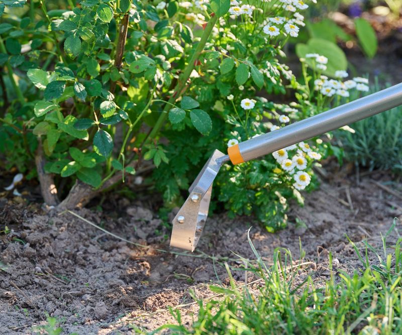 Hoe Seedlings While They Are Tiny Hoe Seedlings While They Are Tiny
