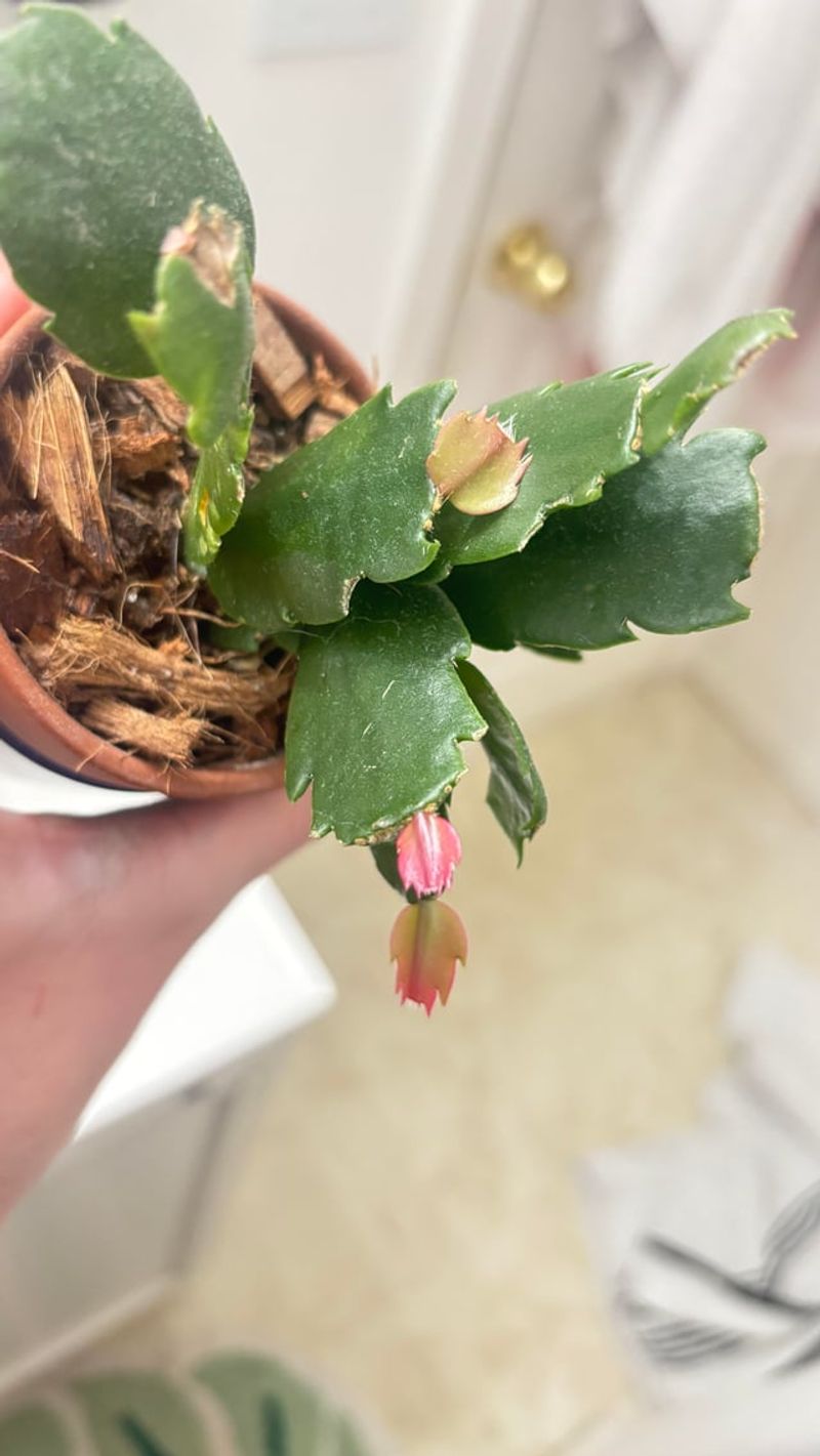 Hold Fertilizer Until New Growth Appears Hold Fertilizer Until New Growth Appears