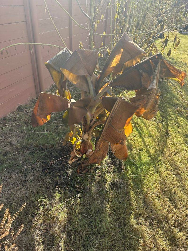 Hold Off On Cutting Cold-Damaged Leaves Hold Off On Cutting Cold-Damaged Leaves