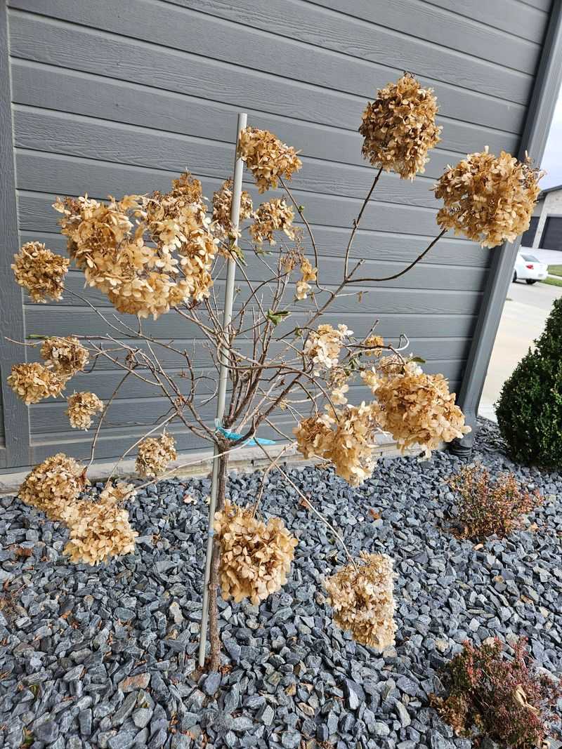 Hold Off On Fall Pruning
