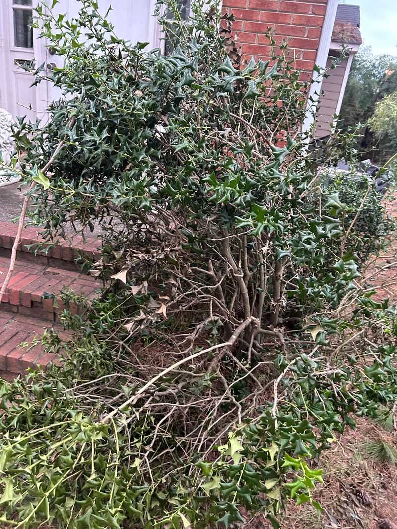 Hold Off On Fertilizer And Give Stressed Plants Time To Recover Hold Off On Fertilizer And Give Stressed Plants Time To Recover
