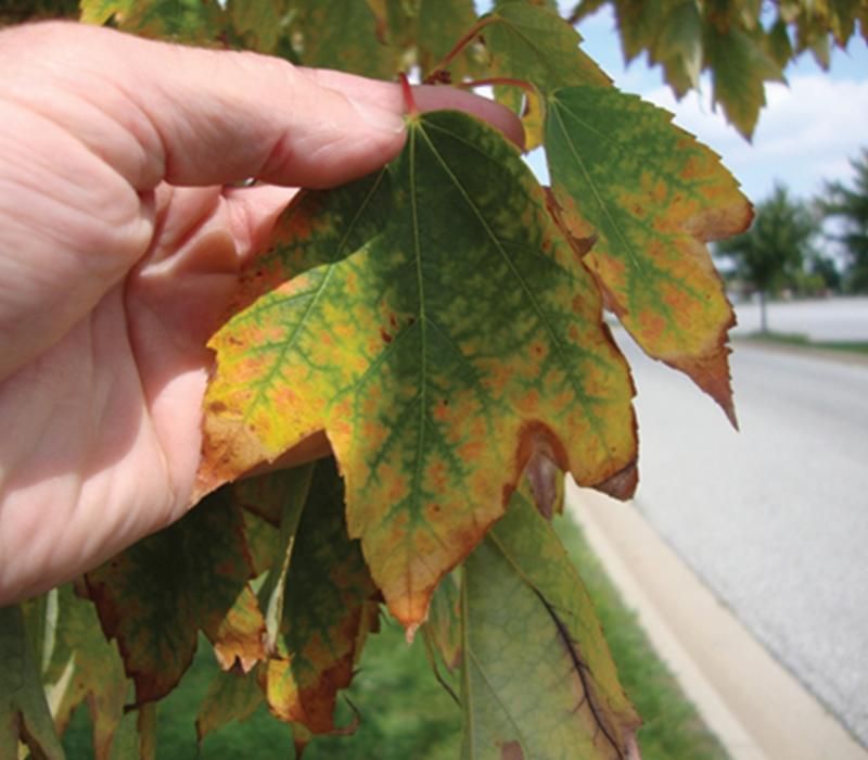 Hold Off On Fertilizer For Stressed Trees Hold Off On Fertilizer For Stressed Trees