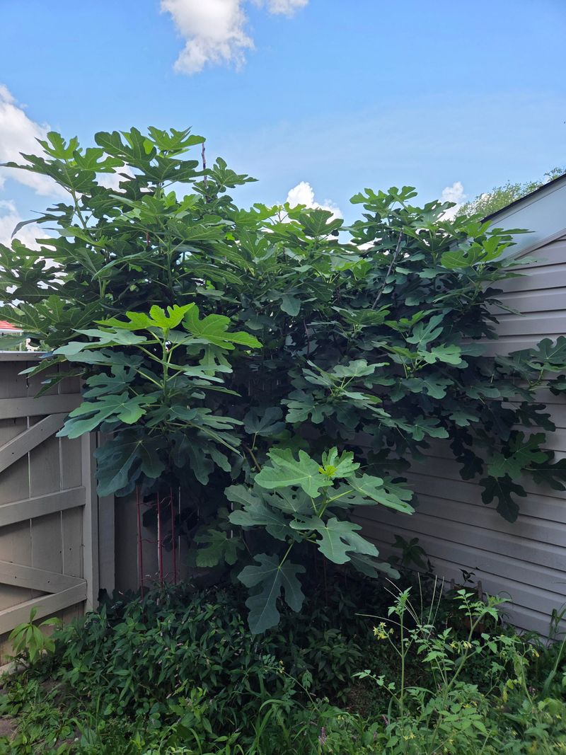 Hold Off On Fertilizer For Your Tree
