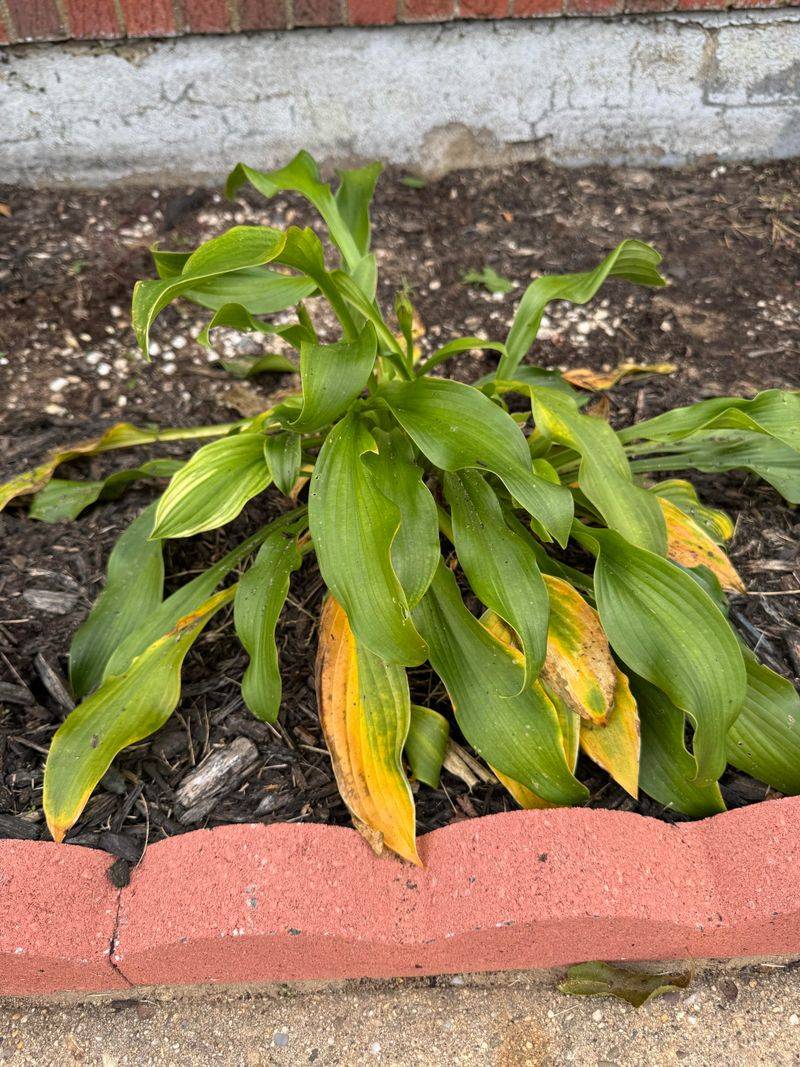 Hold Off On Fertilizer So Plants Can Go Dormant Hold Off On Fertilizer So Plants Can Go Dormant