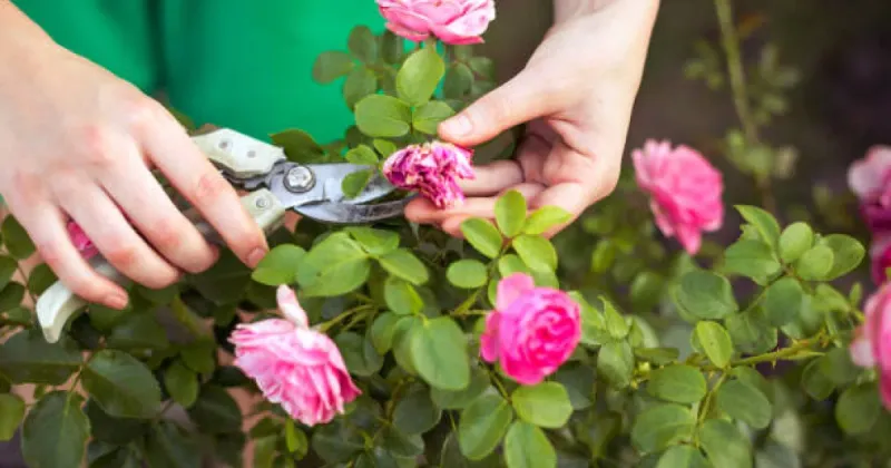 Hold Off On Hard Pruning Until Winter