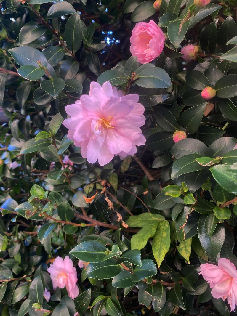 Hold Off On Heavy Pruning