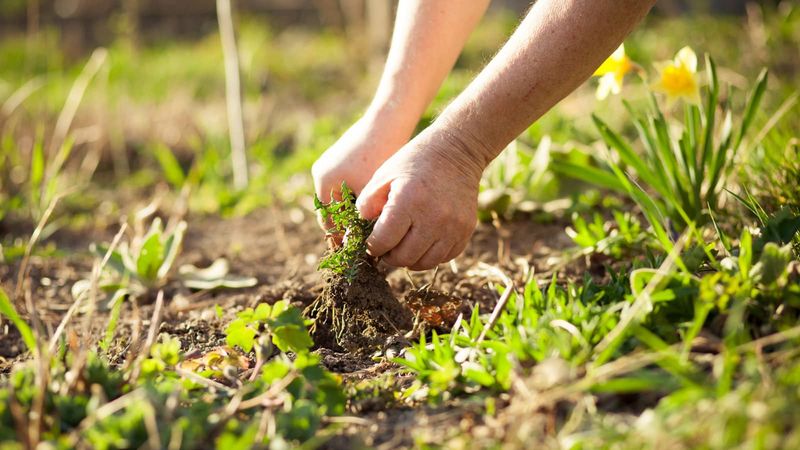 Hold Off On Herbicides