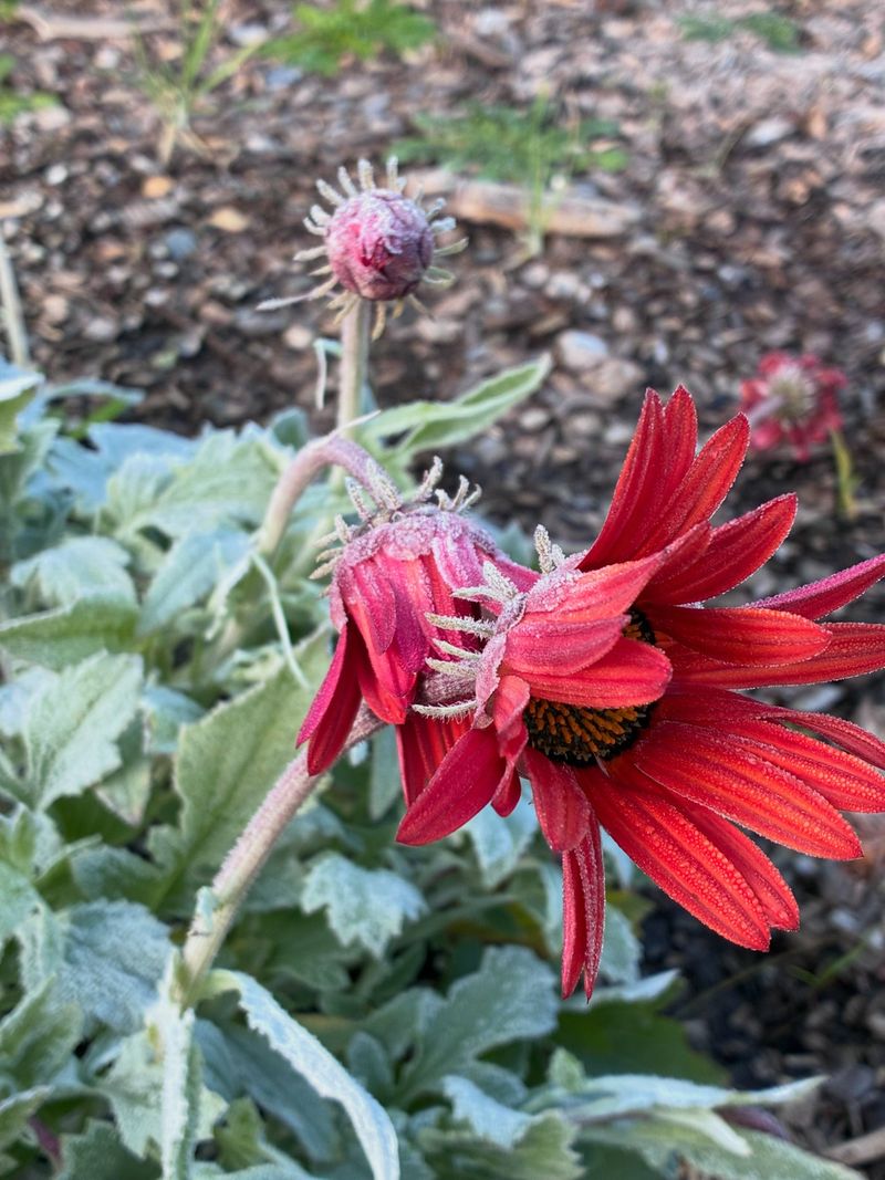 Hold Off On Mulch And Heavy Pruning