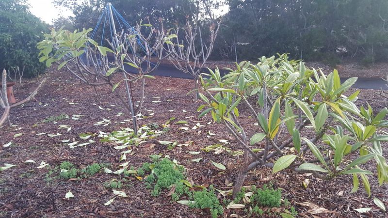 Hold Off On Pruning And Fertilizing Hold Off On Pruning And Fertilizing