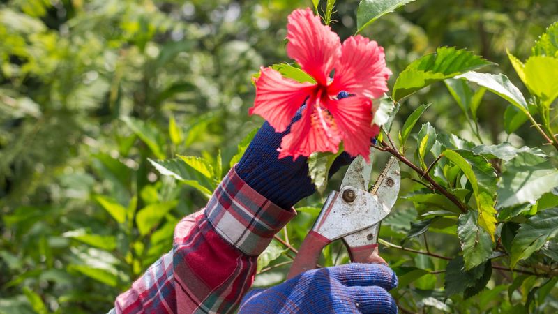 Hold Off On Pruning Until Frost Danger Has Passed