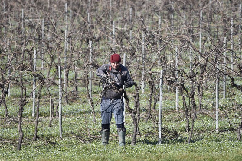 Hold Off On Pruning Until Late Winter Hold Off On Pruning Until Late Winter