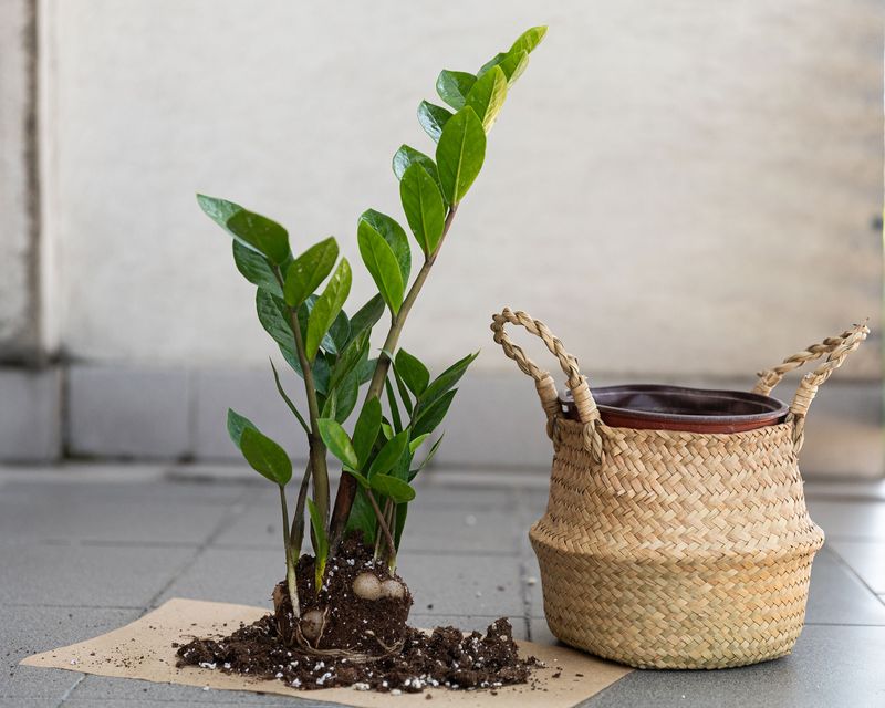 Hold Off On Repotting And Fertilizing Hold Off On Repotting And Fertilizing