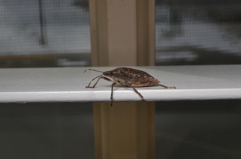 Hold Off On Sealing If Bugs Are Already Inside