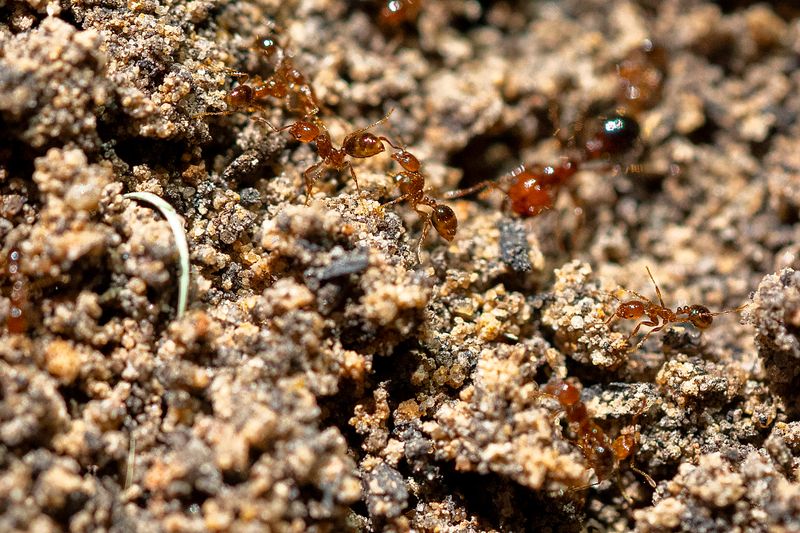 Hold Off On Spreading Fire Ant Bait Until The Grass Dries Hold Off On Spreading Fire Ant Bait Until The Grass Dries