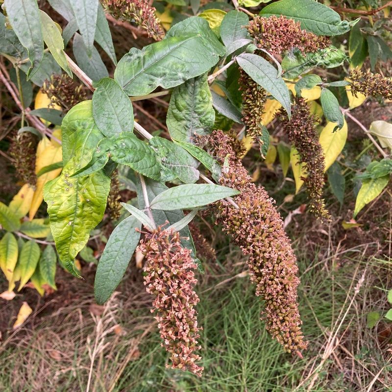 Hold Off On Your Butterfly Bush Until Spring