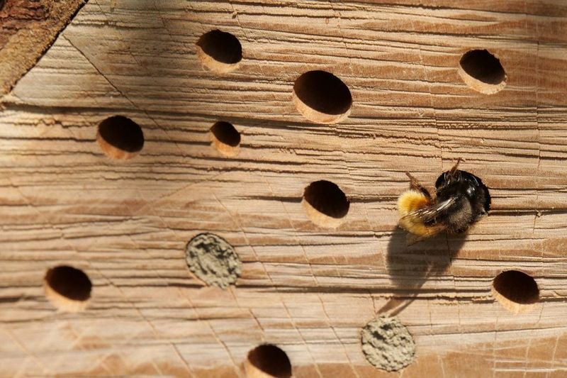 Hole Size and Depth Decide Which Bees Check In