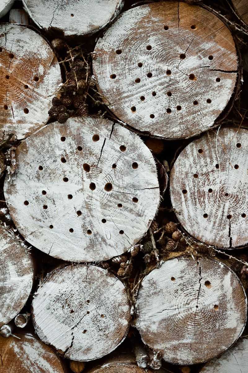 Holes Mean Wood-Boring Insects Lived Inside