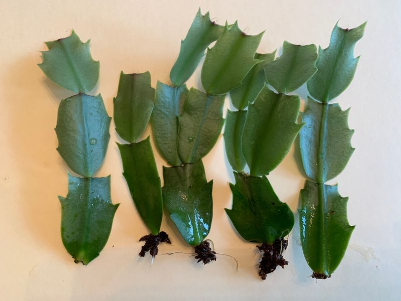 Holiday Cactus Grows From Stem Pieces Holiday Cactus Grows From Stem Pieces
