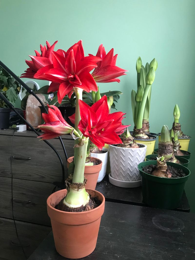 Holiday Flowers Depend On Planting Several Weeks Ahead