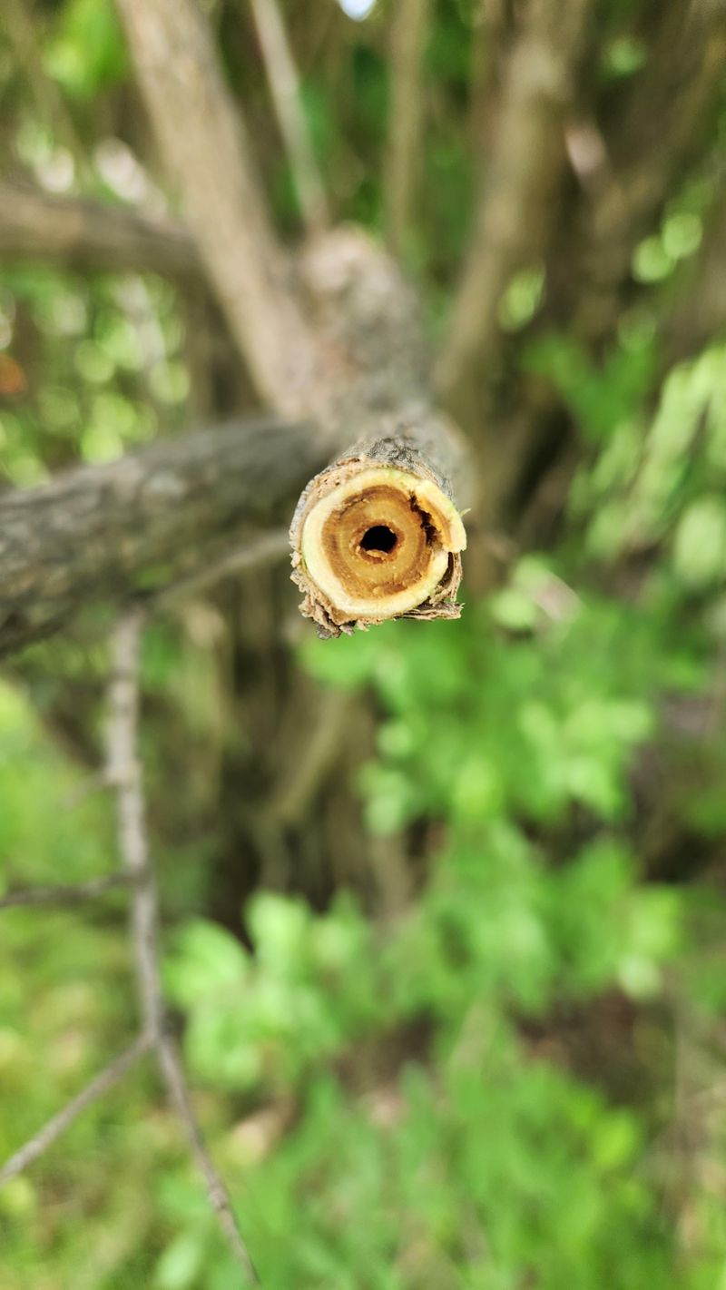 Hollow Stems That Confirm The Identification Hollow Stems That Confirm The Identification
