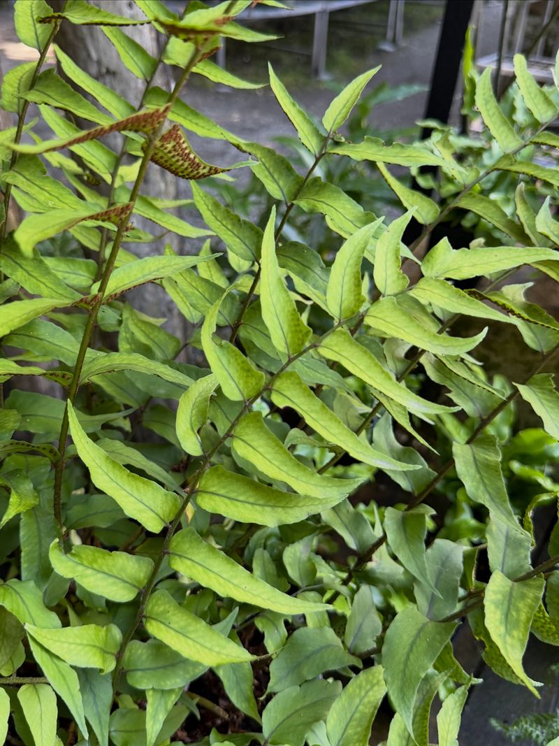 Holly Fern's Leathery Fronds Look Polished Even In Low Light Holly Fern's Leathery Fronds Look Polished Even In Low Light