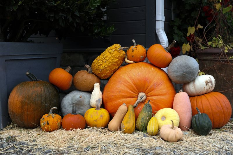 Homegrown Pumpkins And Gourds Homegrown Pumpkins And Gourds