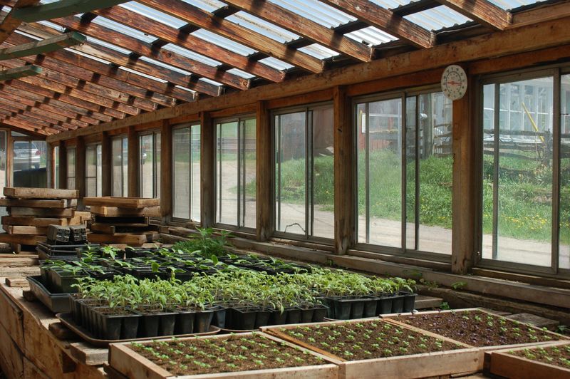 Homegrown Starts Can Rival Nursery Plants Homegrown Starts Can Rival Nursery Plants