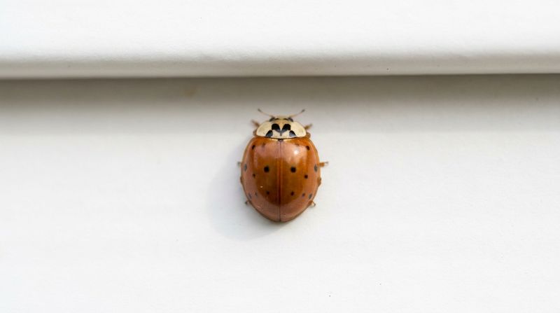 Homeowners Should Skip Squishing These Smelly Guests Homeowners Should Skip Squishing These Smelly Guests