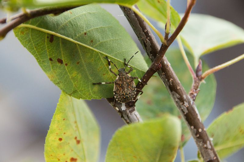 Homes Near Fields And Woods Draw More Bugs