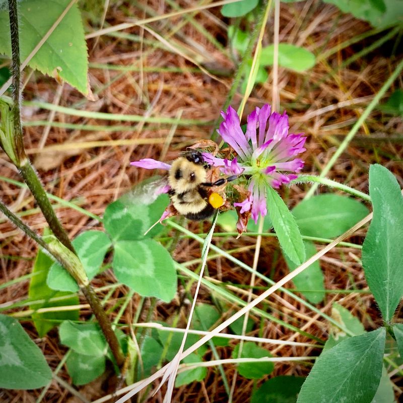 Honey Bees And Bumble Bees Defending Their Hives Honey Bees And Bumble Bees Defending Their Hives