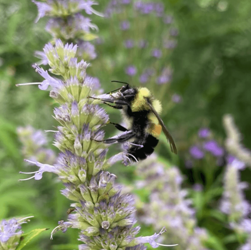 Honey Bees And Native Bees, Which Deserve A Pass Honey Bees And Native Bees, Which Deserve A Pass
