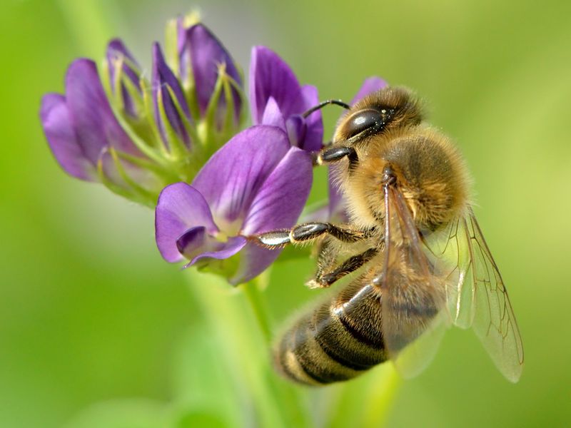 Honey Bees