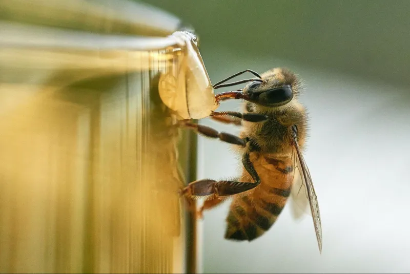 Honey Bees