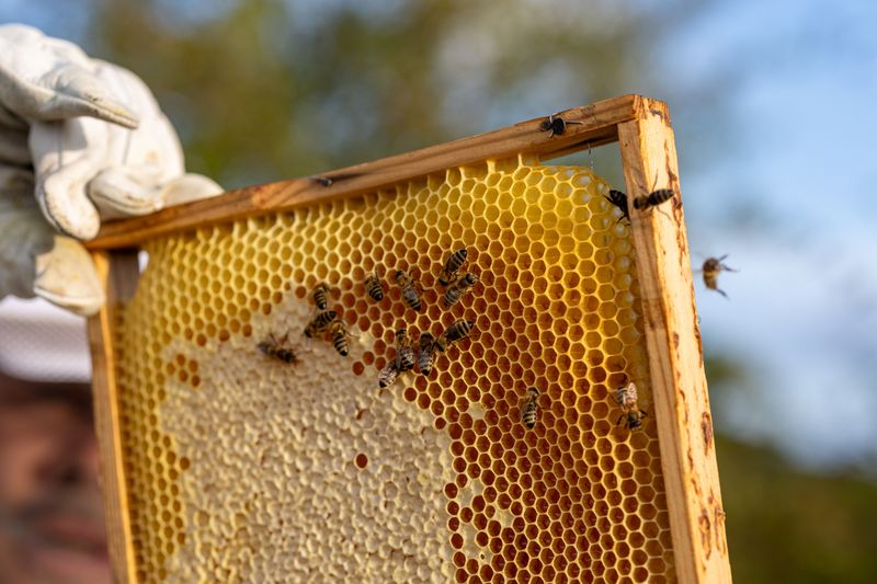 Honey From Backyard Beehives