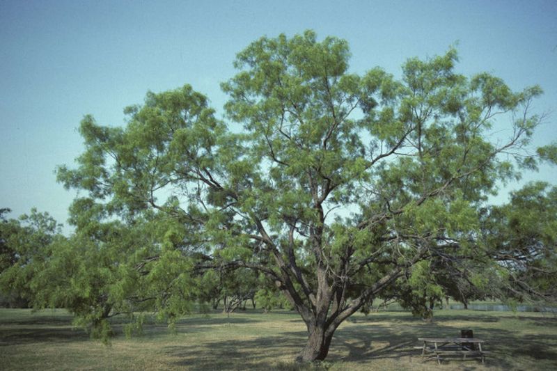 Honey Mesquite: The Ranch Legend With Roots Like A Well Honey Mesquite: The Ranch Legend With Roots Like A Well