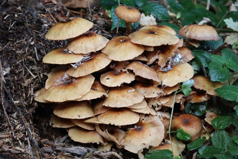 Honey Mushroom Clusters at the Base Deserve a Closer Look