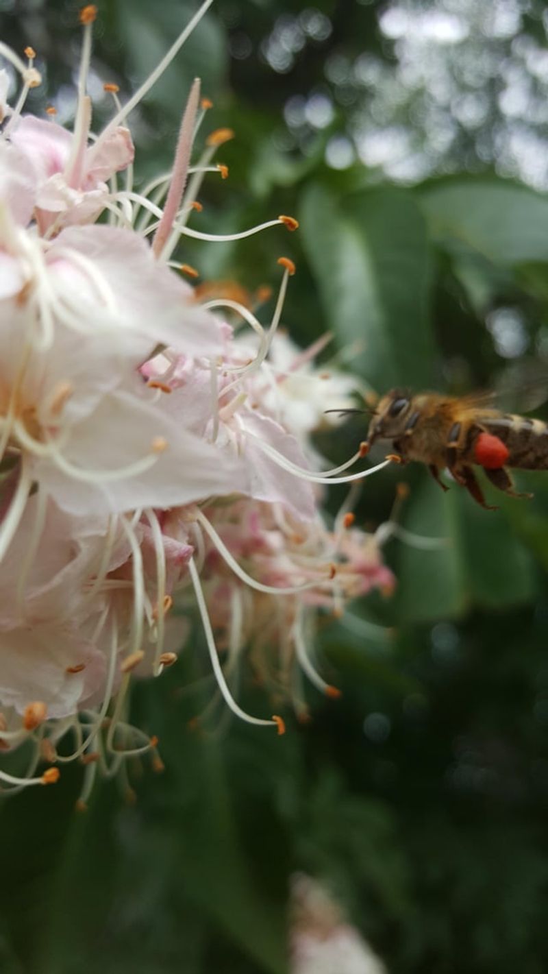 Honeybees Can Be Harmed By The Nectar Honeybees Can Be Harmed By The Nectar