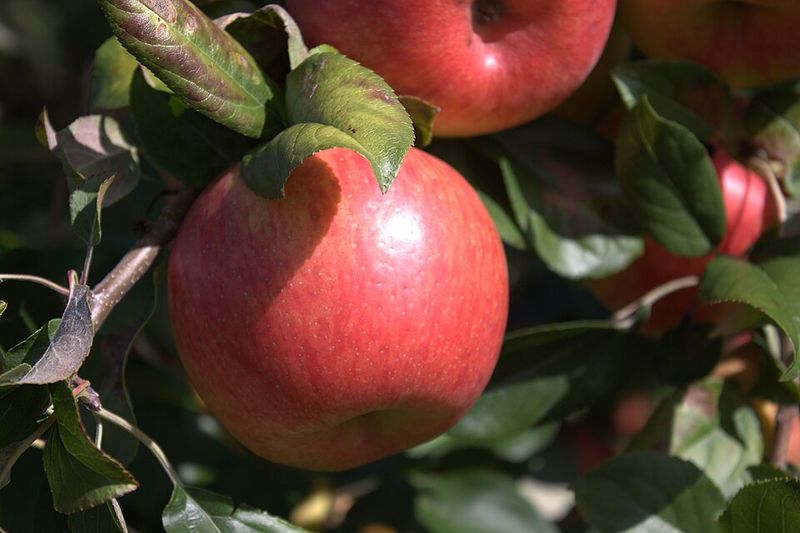 Honeycrisp Honeycrisp