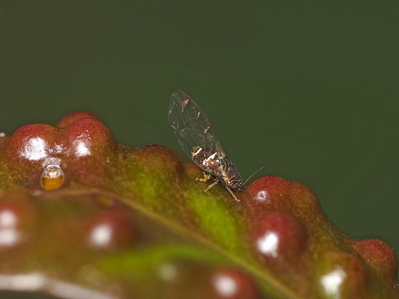 Honeydew Brings Ants And Sooty Mold