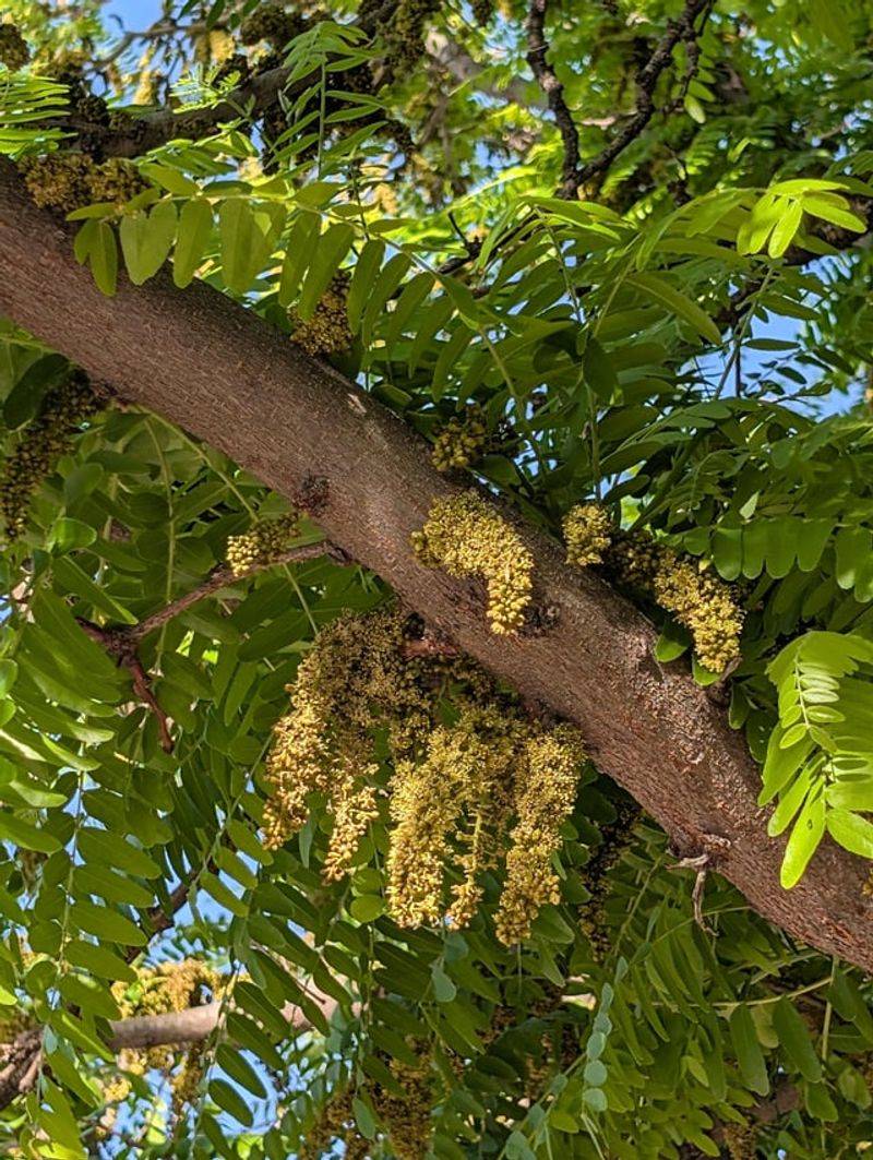 Honeylocust For Light, Filtered Shade Honeylocust For Light, Filtered Shade