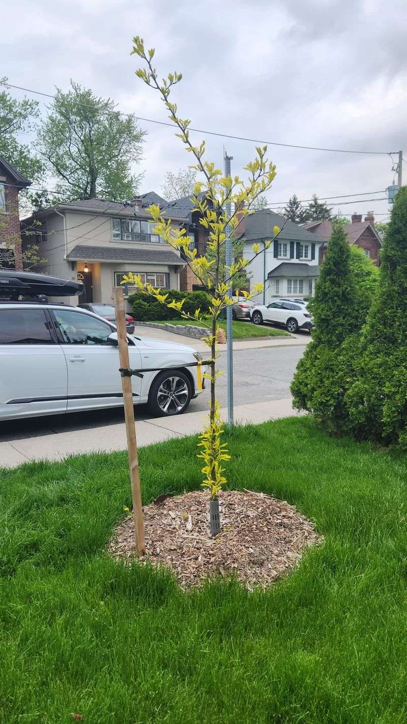 Honeylocust For Light Shade That Settles Fast