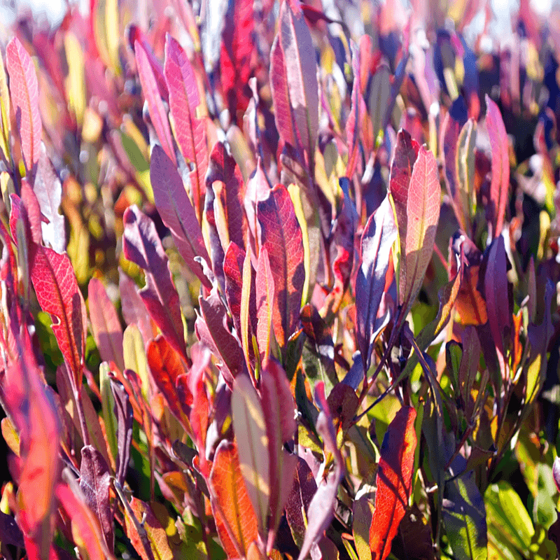 Hopbush (Dodonaea viscosa) Hopbush (Dodonaea viscosa)